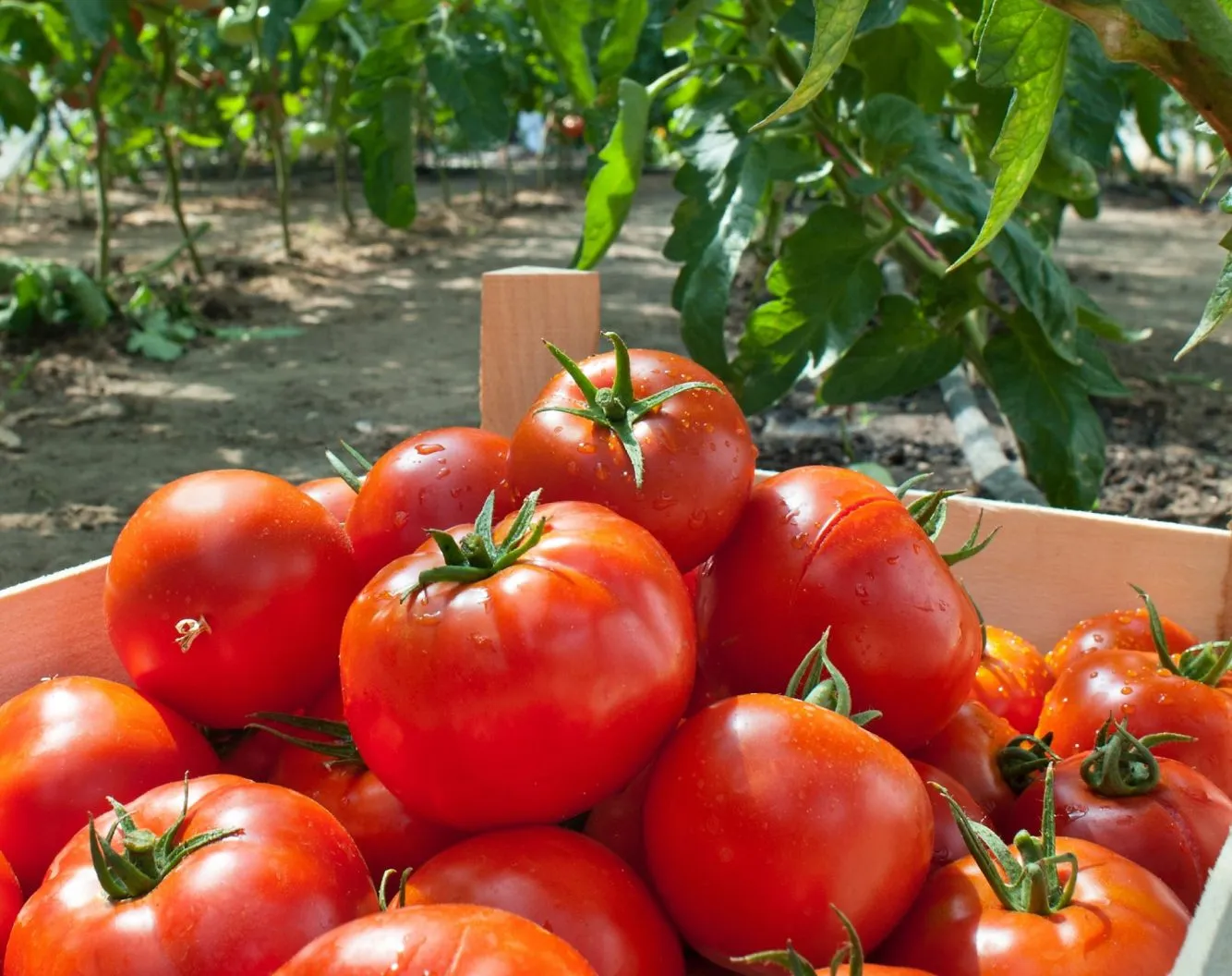 cageot de tomates