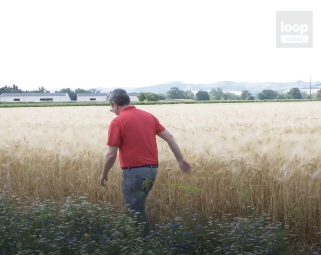 agriculteur dans un champ de blé