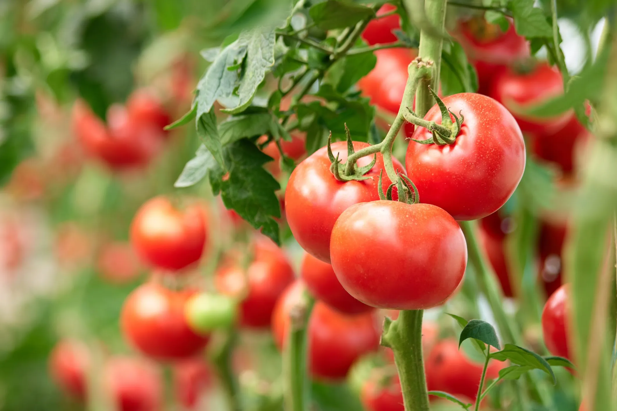 tomates_de_saison_sauce_panzani