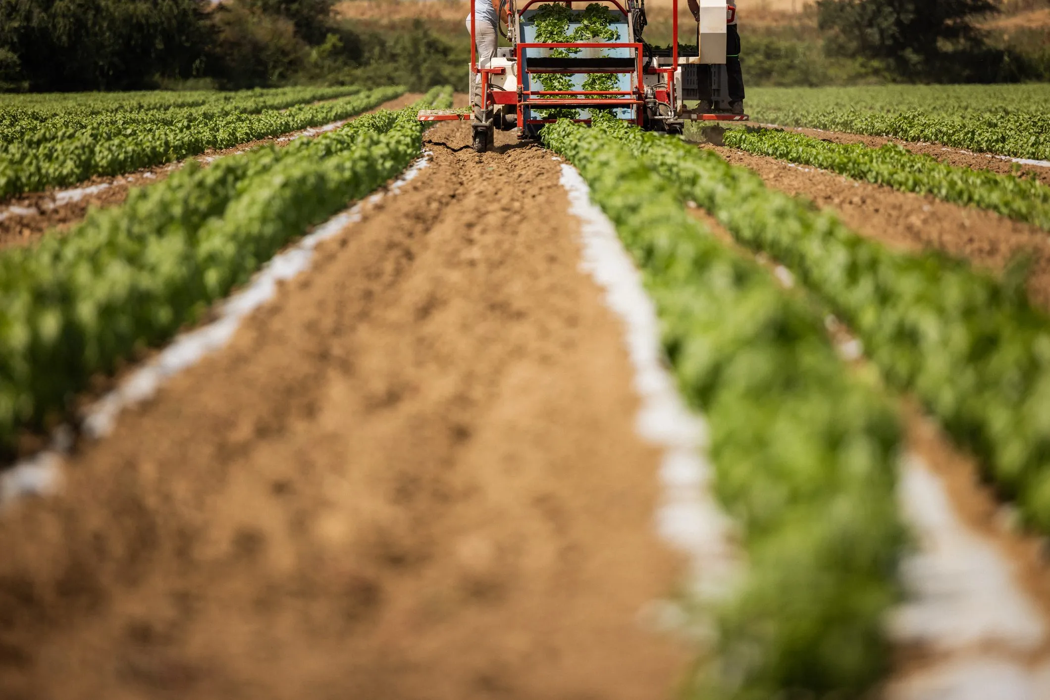 Machine agricole récolte basilic