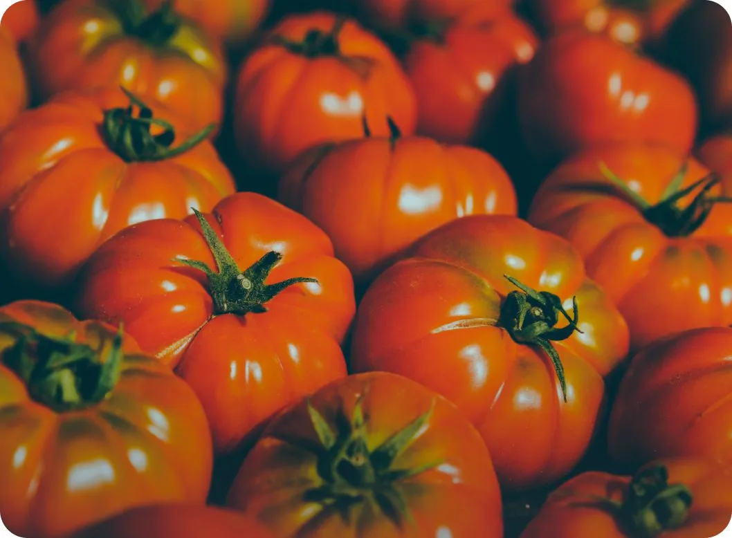 gros plan tomates
