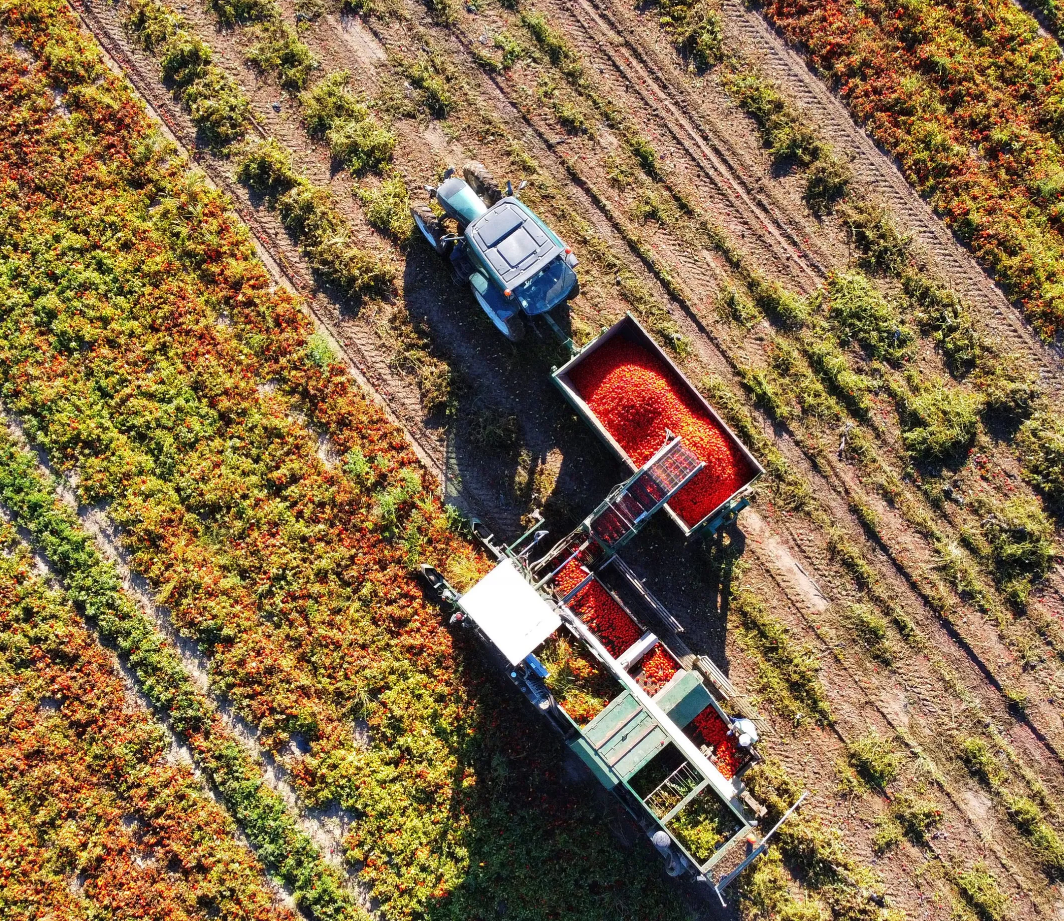 tracteur rammassant des tomates dans un champs
