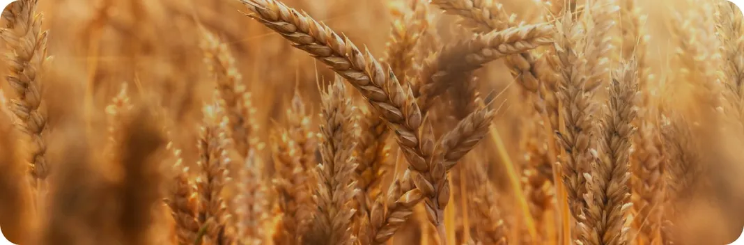 Visuel horizontal de blé dans un champs, illustrant l'engagement de Panzani pour la production locale de blé, en France.